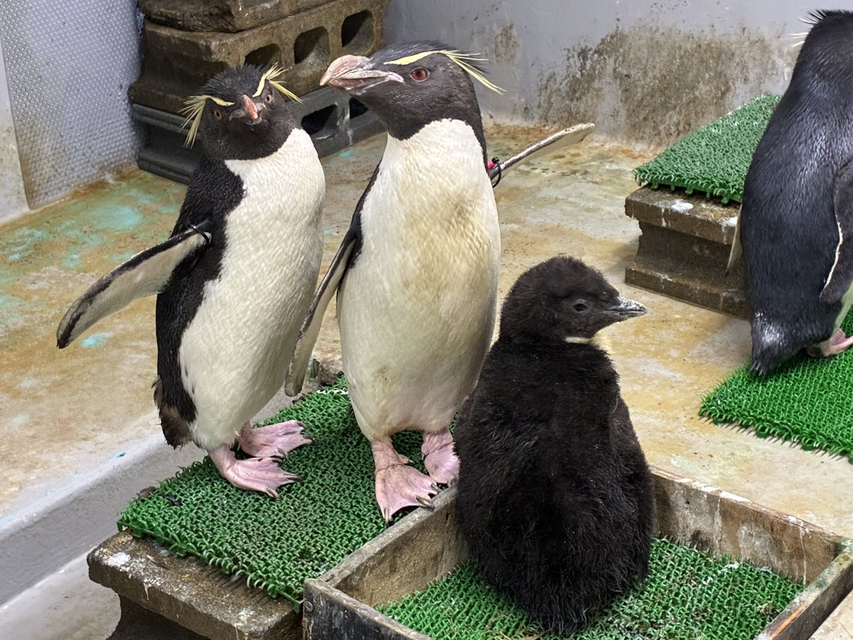 sendaiuminomori's tweet photo. 【仙台うみの杜水族館】
5/26、5/27、6/4に ＃ミナミイワトビペンギン のヒナが誕生しました🐧
展示場デビューはまだ先ですが、現在バックヤードにてすくすく成長中です！
会える日をお楽しみに！
＃s_uminomori https://t.co/3btIgTdQMQ