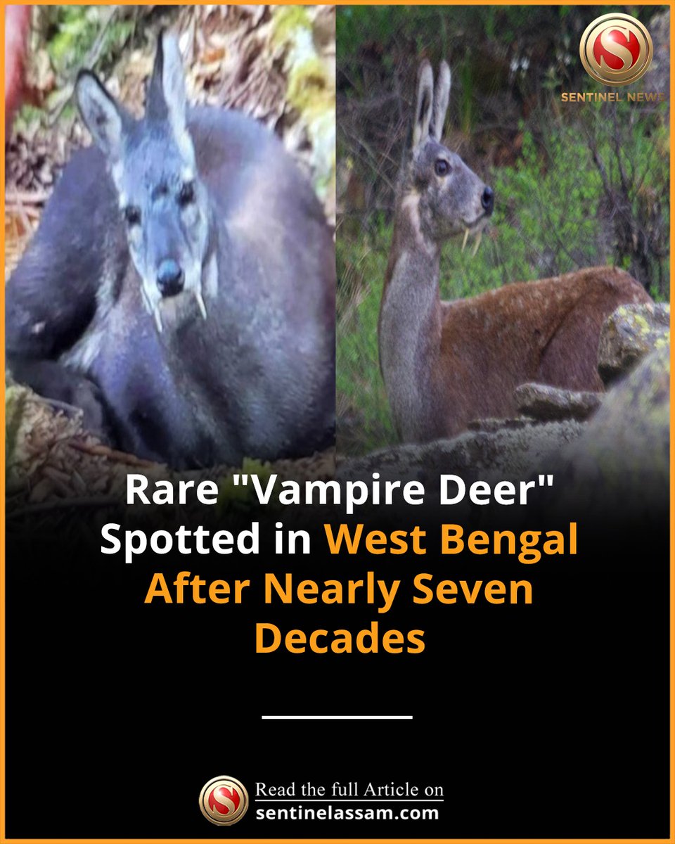 Sentinel_Assam's tweet photo. A rare musk deer, often referred to as the "vampire deer" because of its prominent canine-like teeth, has been spotted in West Bengal for the first time in nearly 70 years.
#TheSentinel #VampireDeer #WestBengal https://t.co/CuNNv5tB5h