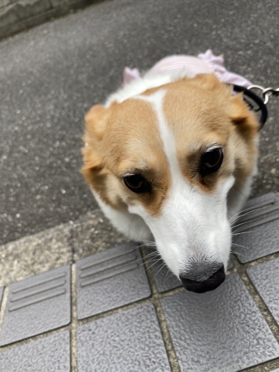 Stitch555Love's tweet photo. 二度寝から お目ざめ👀✨️の あたち🐶💖
じいじの作業ちてるの見てましゅ☺️💞
エンジェル🐶💖じゃまって🥲 https://t.co/VimFJ6H3XD