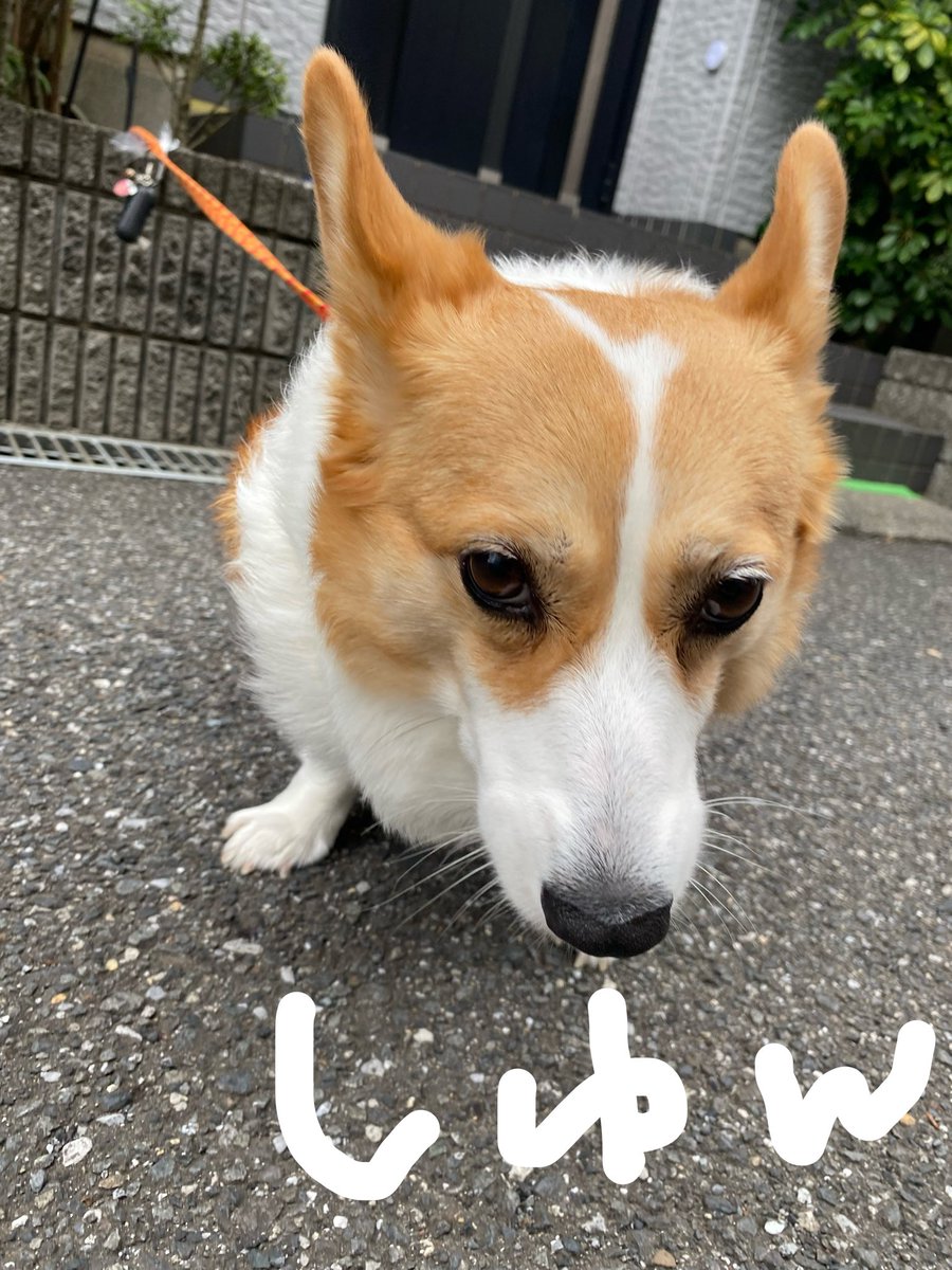 Stitch555Love's tweet photo. 二度寝から お目ざめ👀✨️の あたち🐶💖
じいじの作業ちてるの見てましゅ☺️💞
エンジェル🐶💖じゃまって🥲 https://t.co/VimFJ6H3XD