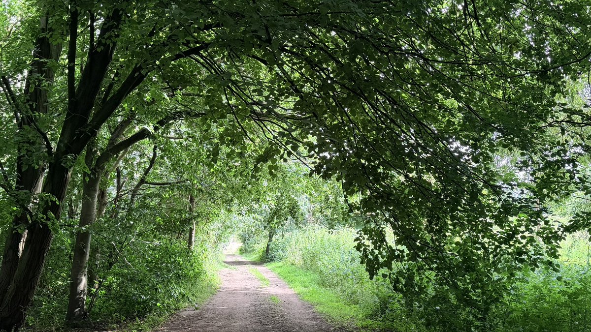 RuthlessTweets's tweet photo. Yesterday I was feeling very sad about my daughter’s situation. Went for a walk in the woods. It helped. #WalkingIsGoodForYou https://t.co/XyTeaP5gJ8