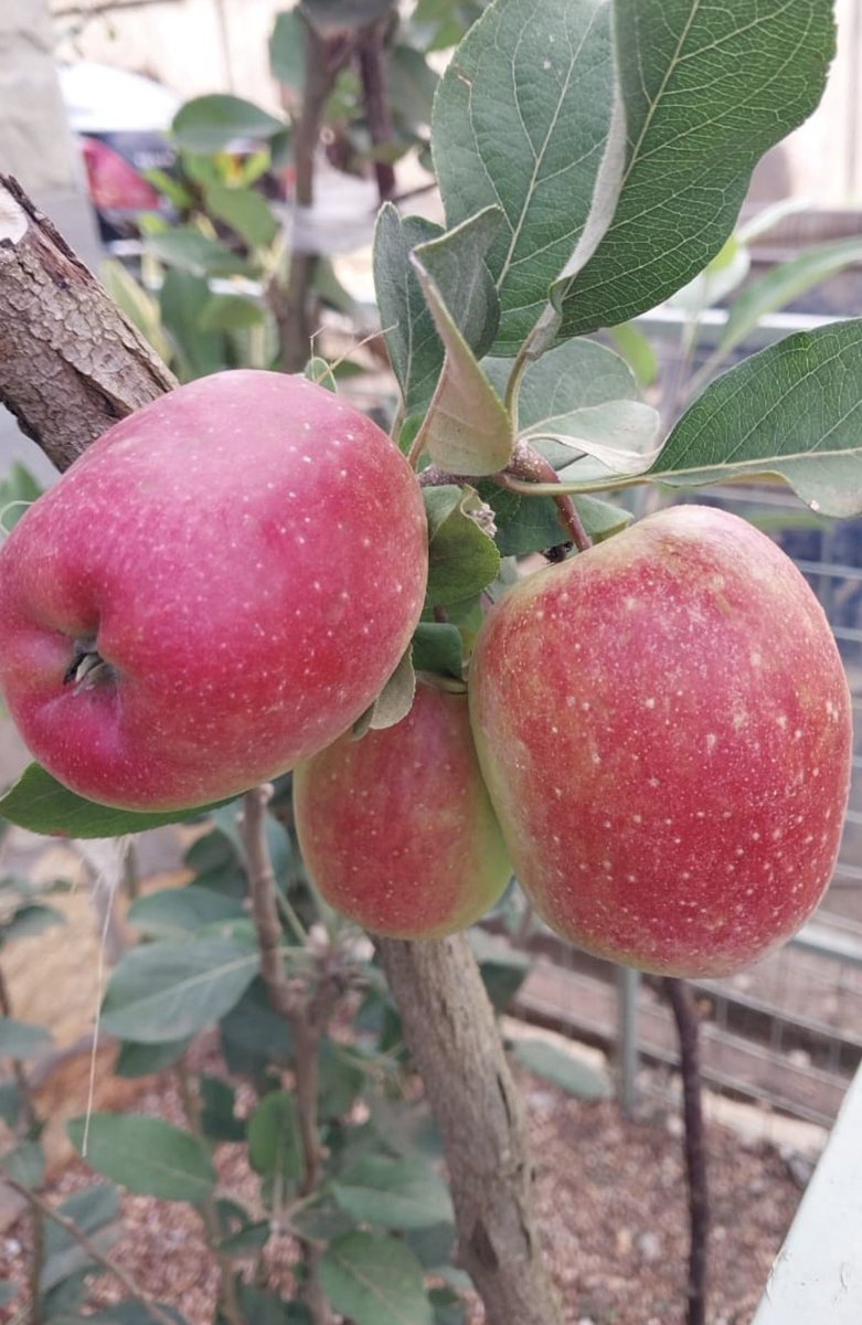 andykristian's tweet photo. Who wants Apple seedlings? 

I just can’t believe these are growing in a friend’s compound in Kampala. 

@KarisMedical will sponsor about 100 seedlings for 100 people when the rainy season returns (plants need rain 🙄) 

If you are interested just say, Karis Medical. https://t.co/8vw8bS9Lc2