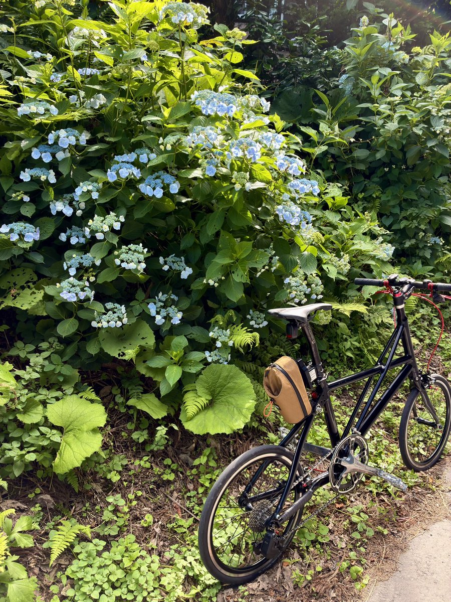 taka1451's tweet photo. 森の中の額紫陽花も
開き始めてた
って
ここから長い上りが始まるのだ
#Tyrell_FX https://t.co/YYWAND2n4j