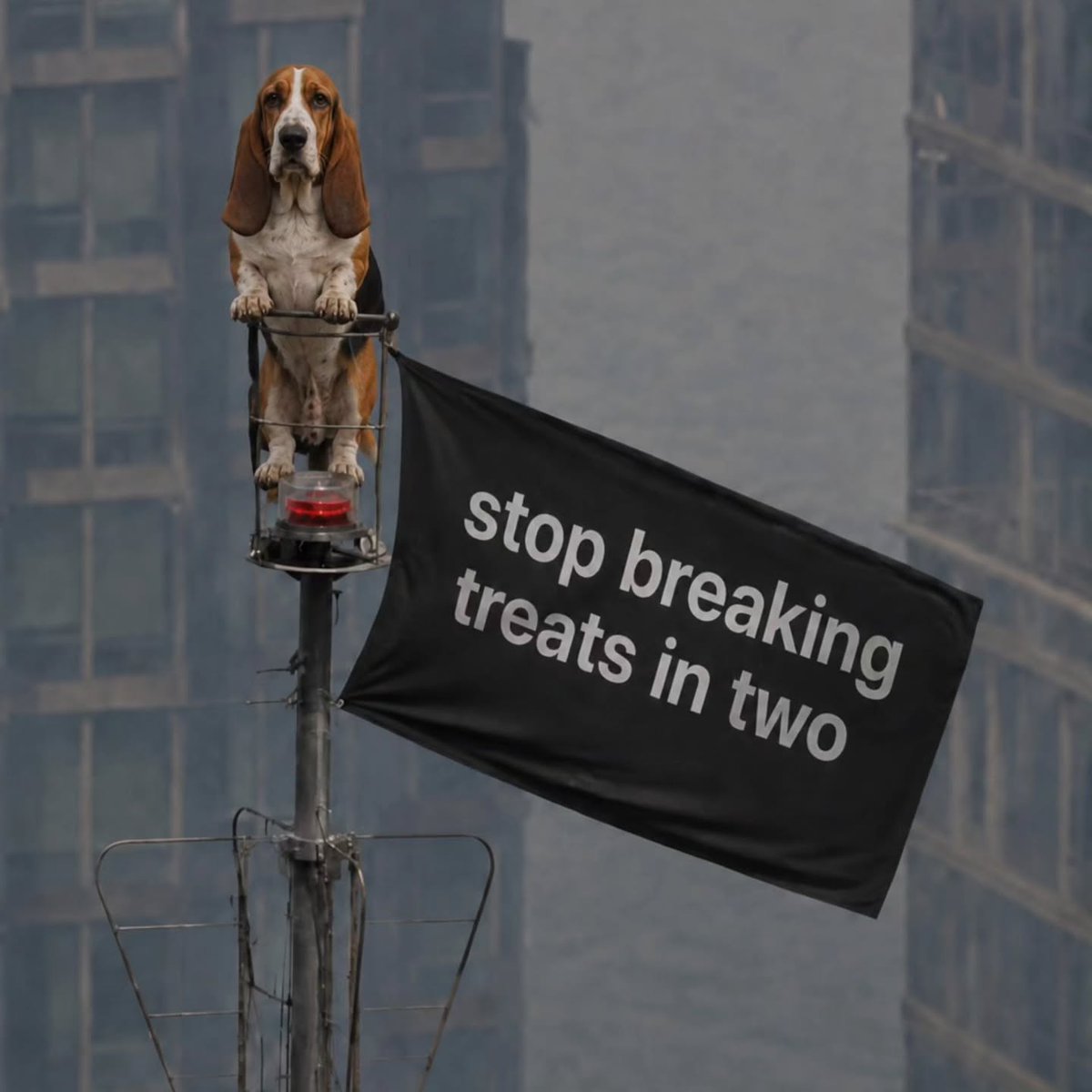 CarlosMerritte's tweet photo. Stop breaking treats in two.
#BassetHumor #BassetFamily #BassetLoveAffair #SillyBasset #BassetMoments #BassetHoundLoverUSA https://t.co/PQ9pvA35Sr