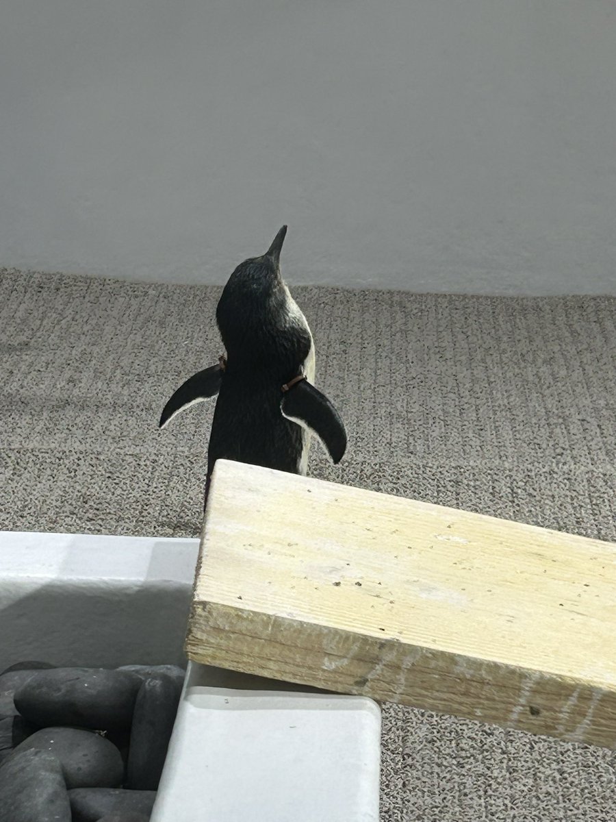 bell_5869's tweet photo. 1匹孤立してドヤっとキメているフェアリーペンギンいたw
イワトビちゃんいっぱいだよ〜。かわいい〜🥰 https://t.co/CzqXMKSKHq