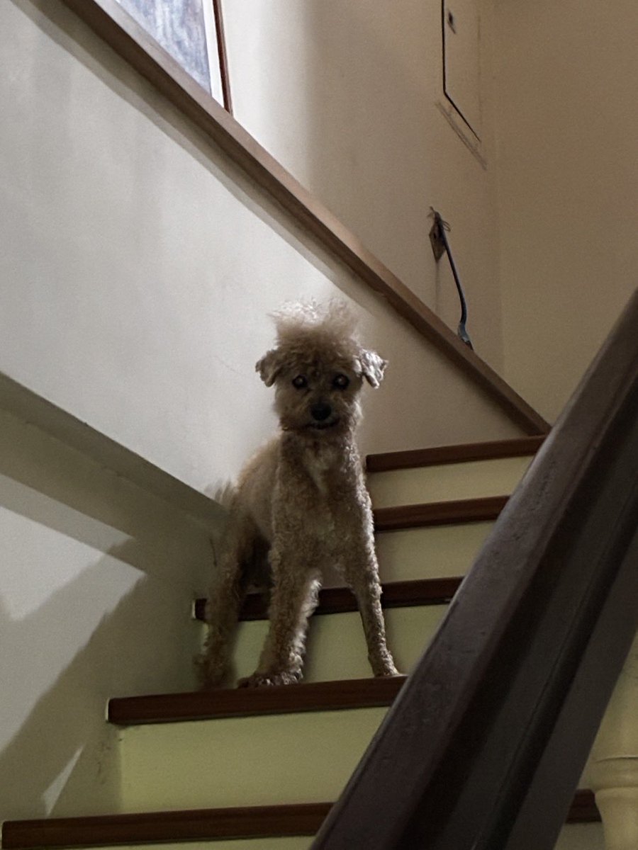 uyaineee's tweet photo. 🧏🏻‍♀️🐶🤍 https://t.co/S2j99UBY7N
