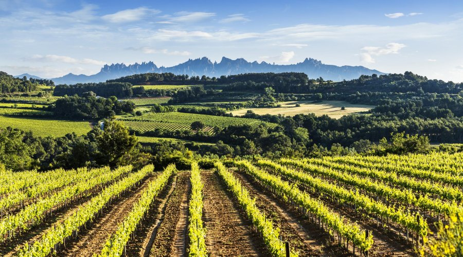 q_u_i_m_'s tweet photo. Compreu Penedès, compreu país, compreu CORPINNAT. https://t.co/qxg7eo3Sip