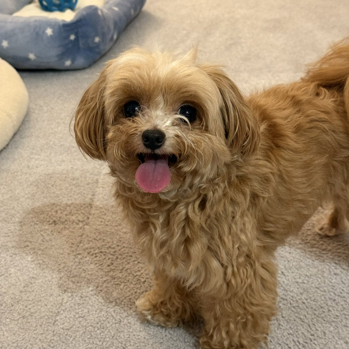 s7u27t's tweet photo. アインシュタ犬 https://t.co/ajlWb9SdwV