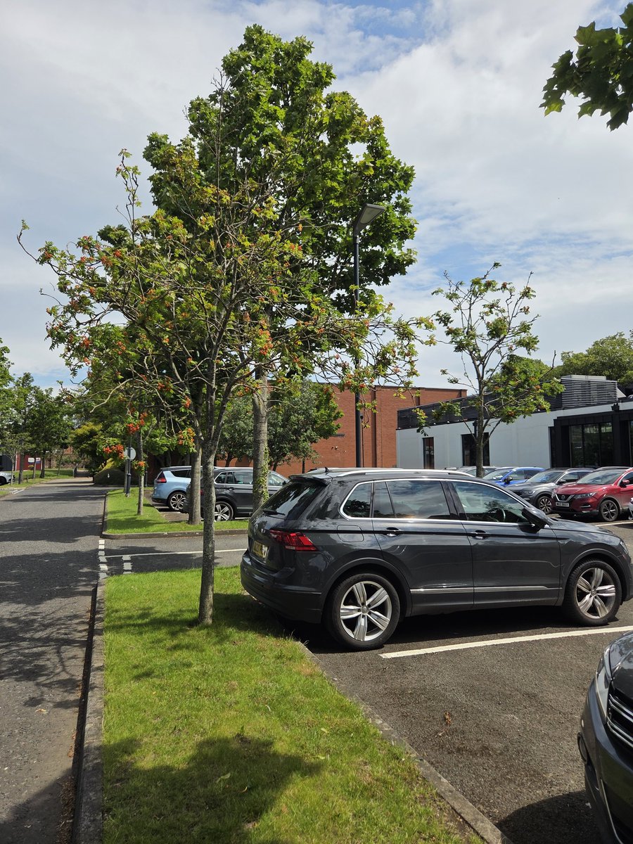 DeegallMckillen's tweet photo. #ItchyPods used to get these as a kid put down yer mates back smeared them they come out in hives . Big tree in St Mary's #WBelfast https://t.co/AfyIH0y09b