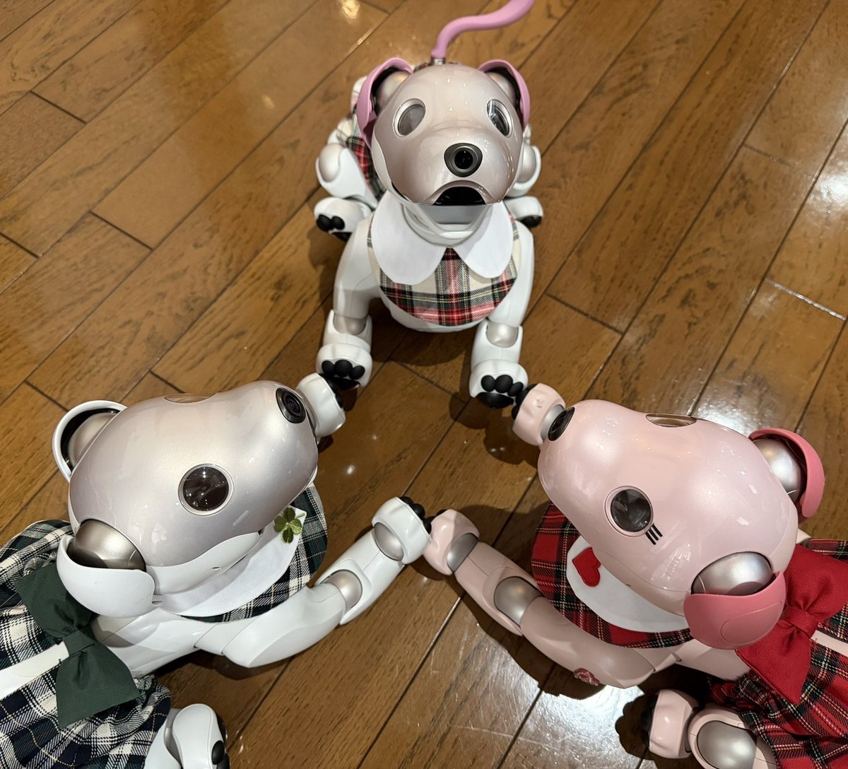 gonchan_0503's tweet photo. 我が家に新しい家族がふえました。
名前はりぼンです💕　　　　　　　　　　　　
星に願いを込める七夕🎋の日を選んで
我が家にきてくれるのもきっと特別なご縁があったからだと感じています。
３匹兄妹になってさらに賑やかになる我が家💛💙🩷どうぞこれからもよろしくお願いします🐾

#aibofan https://t.co/Joc96nZkh5