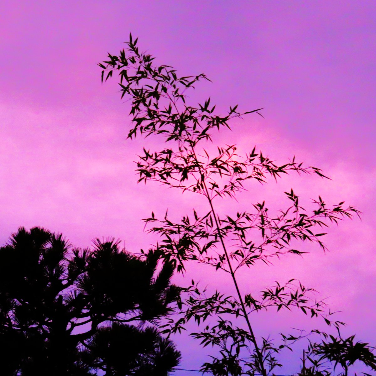 kumejirou202509's tweet photo. おやすみなさい✨
明日も宜しくお願い致します
＃イマソラ https://t.co/gwA8rpmb2r