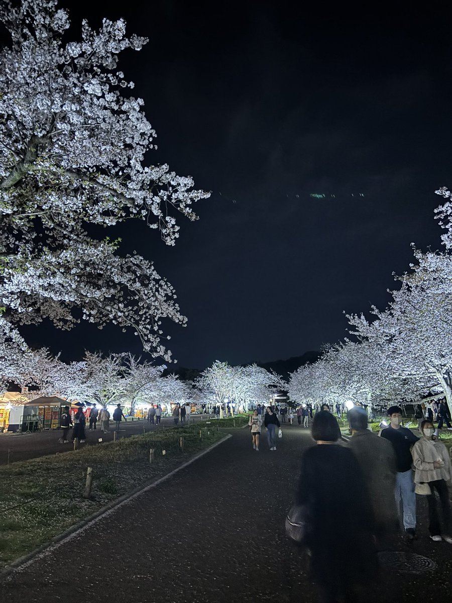 qvofh9's tweet photo. 🌸🌸 https://t.co/Xf0T6xlQwN