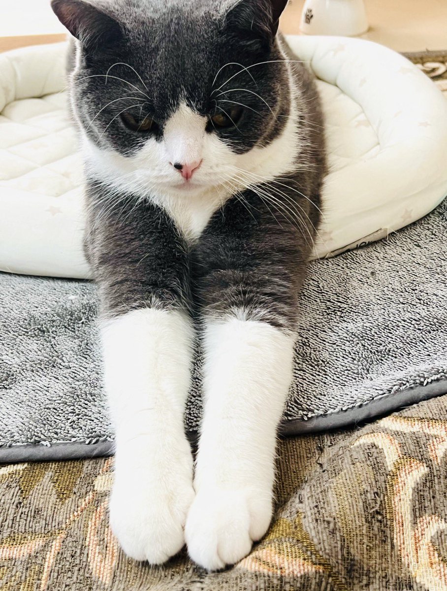 Bear3386's tweet photo. ここで働かせてください‼️♨️
 #ブリティッシュショートヘア
 #猫好きさんと繋がりたい https://t.co/yGSxHAhbll