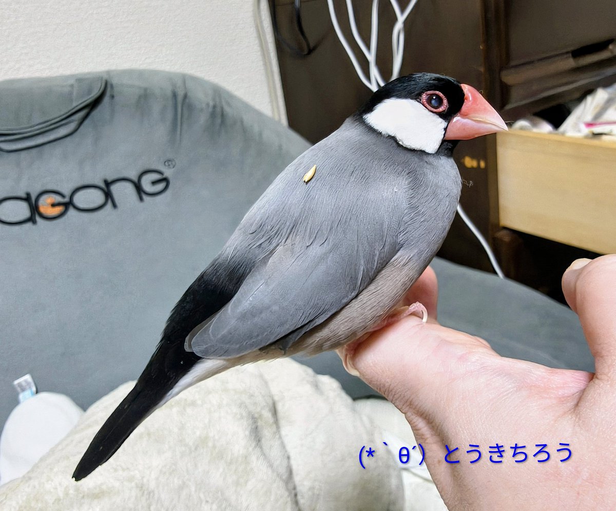 bunimagu's tweet photo. 藤ちゃん、かれこれ30分はそれつけてるよー。とりましょかー？
(*｀θ´）やだー、つけてるのー
#文鳥 #桜文鳥藤吉郎 https://t.co/UxyCRzBQnT