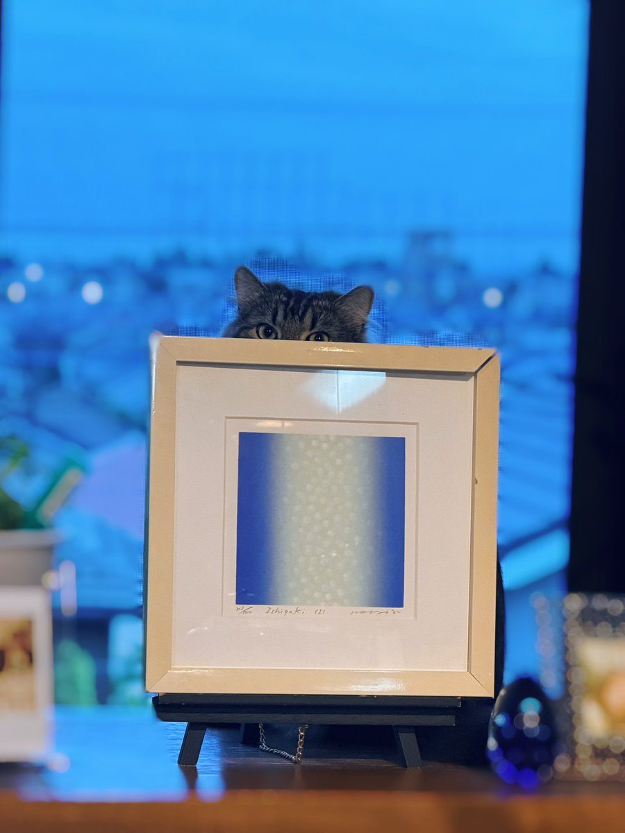 _ari__03's tweet photo. かわいいねこ https://t.co/Q77s6csQYo