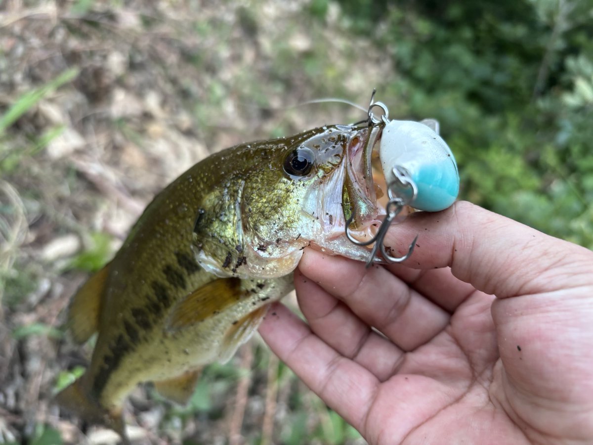 hatagonia1985's tweet photo. RAPALA x THE STRIKE DT-6 SSTSB “FISH JEWELS”
サイズは伸びなかったけどポコポコ釣れてくれて楽しくて永遠に巻いていたくなります。

#ラパラPR #ラパラ #rapala https://t.co/ODR5eI8gvO