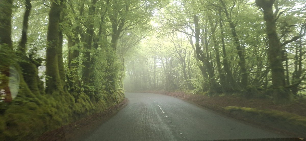 RhenGarland's tweet photo. @CopperCation The green lanes of Somerset.
Exmoor ponies are a bonus 😊 https://t.co/RxG5ujZ6VY