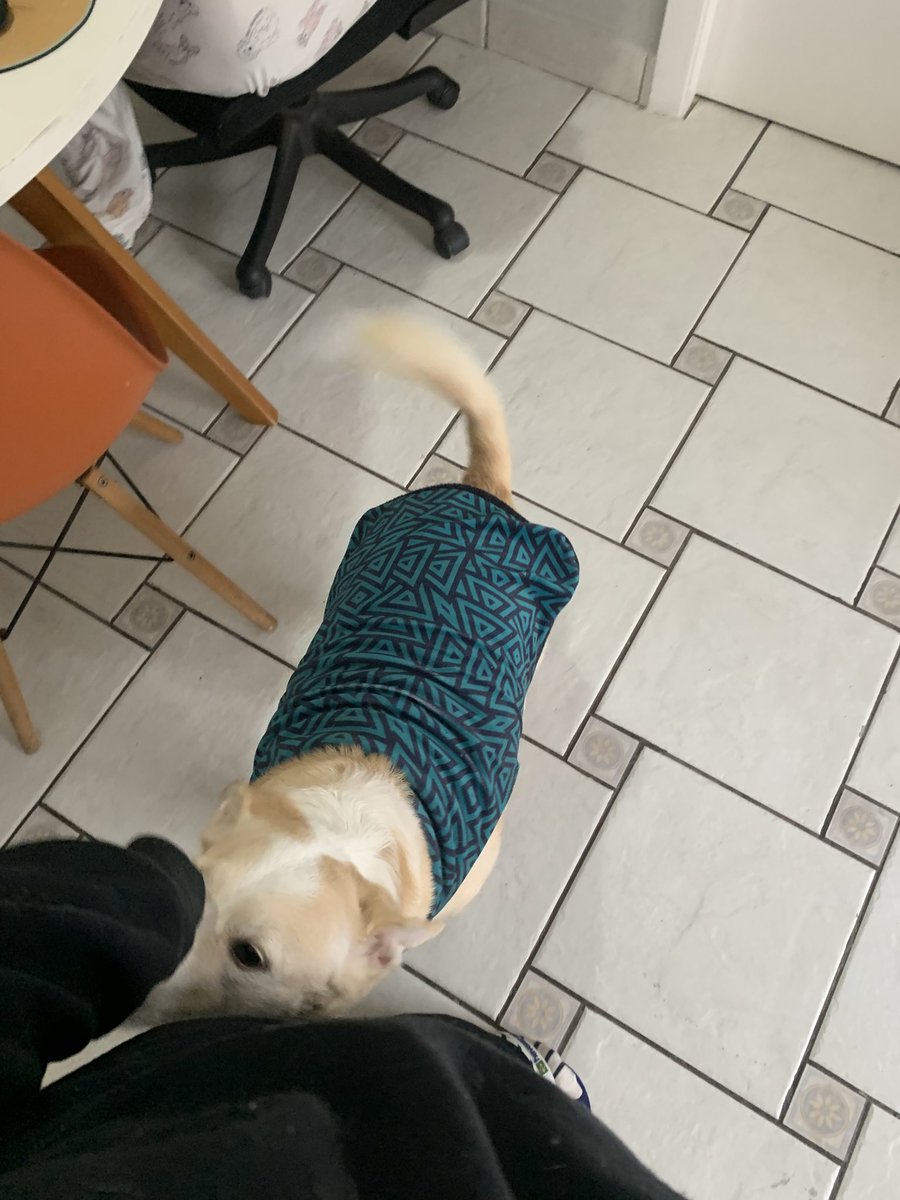 stbodagus's tweet photo. @cakkkj me encanta tanto que ele fica de roupinha o meu parece que vai MORRE 
e fica tão lindo.. https://t.co/5dS9b5EFLL