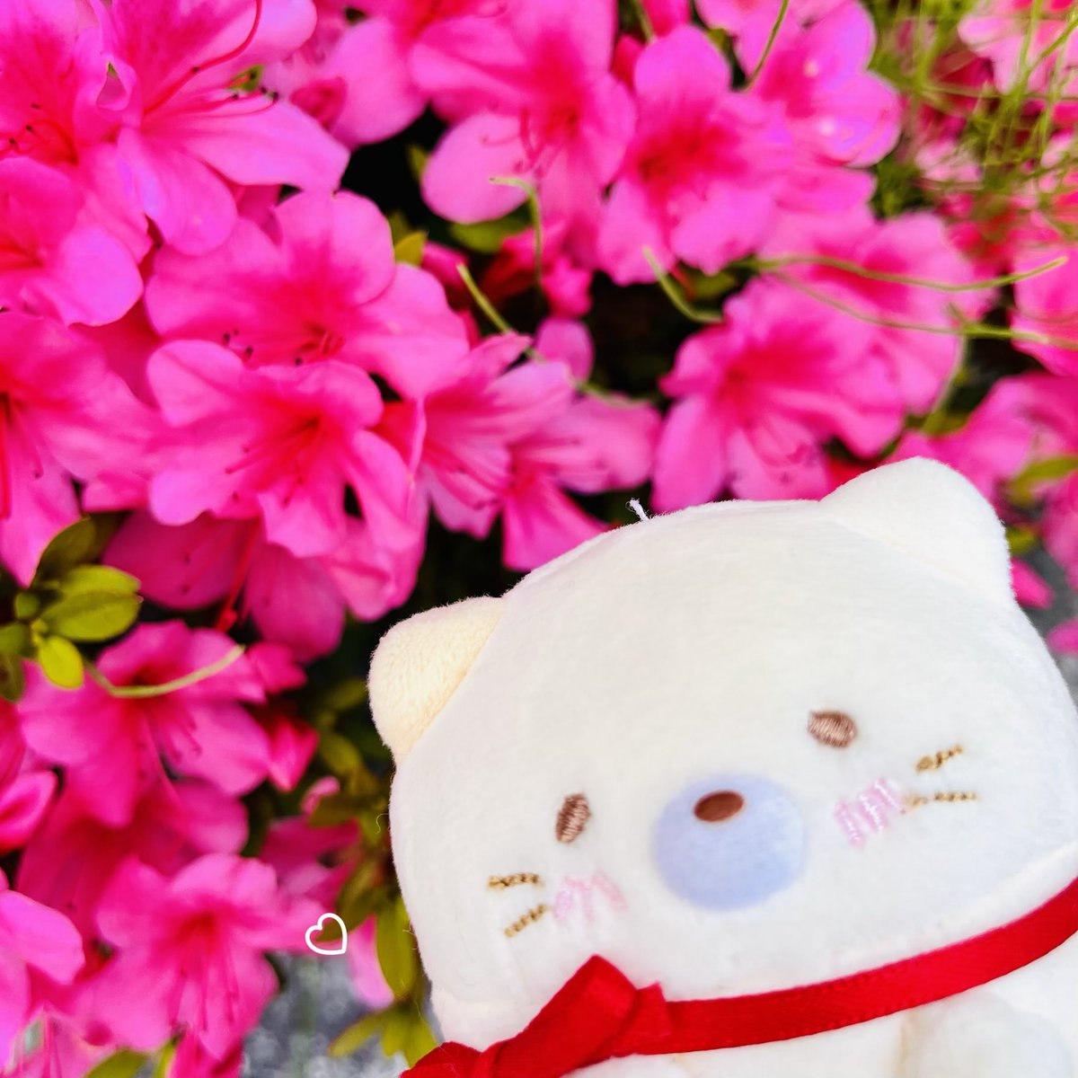 ねこた🐟🐱🍙 (@nekota_GvNvT) / Posts / X
