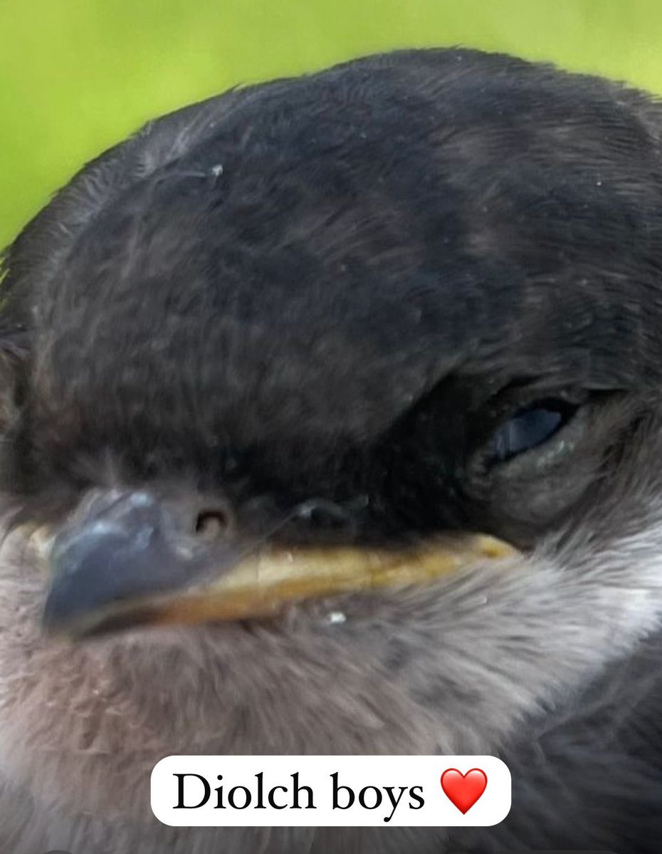 Nigelrefowens's tweet photo. Update on our little House Martin im told it is not swallow. Simon Gardner the tiler came up with the great idea of getting him back into his nest . He is home and safe #MairwenHerefords. (Fword in video apologies in advance)🙈 https://t.co/CqrM5YIh9W