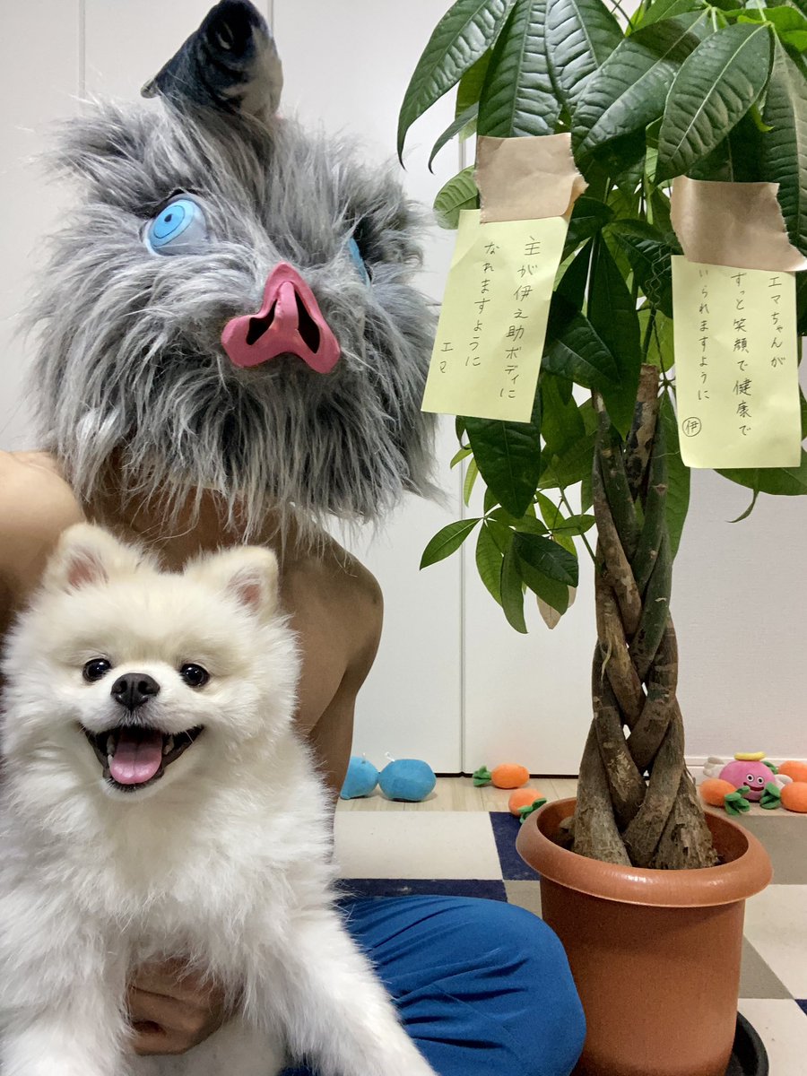 InosukeWorkout's tweet photo. シーズン2
129日目
体重4.5kgと64.5kg
立ちコロ100回

(4年前の7月) https://t.co/7cL8sgCxgL