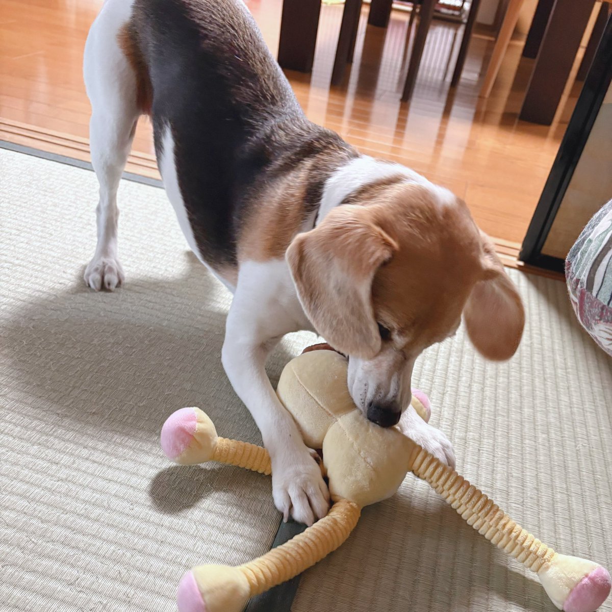 cocona_darake's tweet photo. 新しいおもちゃを買ってもらったここなちゃん🐶💥🦁

#beagle #ビーグル #犬のいる暮らし https://t.co/Rh9eOm2v4p