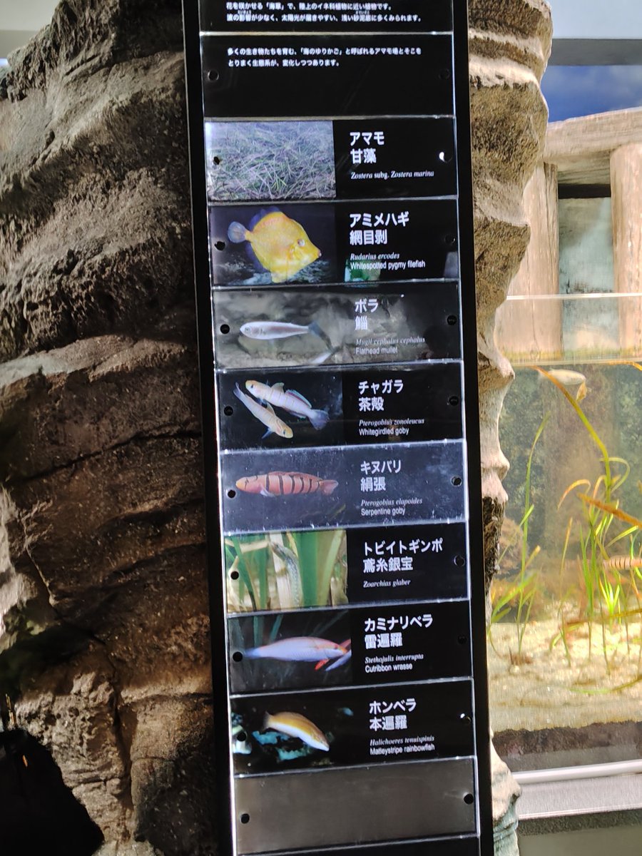 ❌水族館好き(❁ᴗ͈ˬᴗ͈)水族館の生き物 水族館のこの魚一覧表好き😊 ずっと見てられる🐠🫧