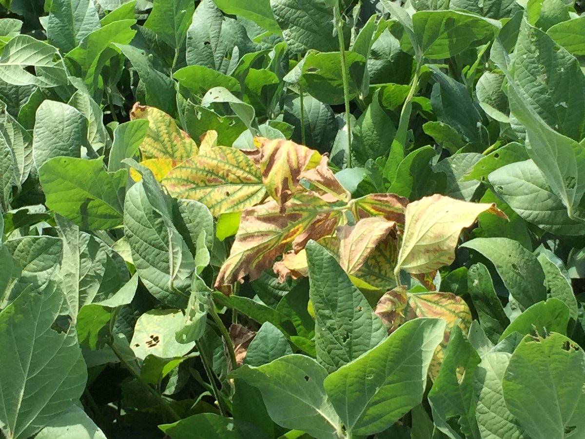 Crop Protection Network tweet media