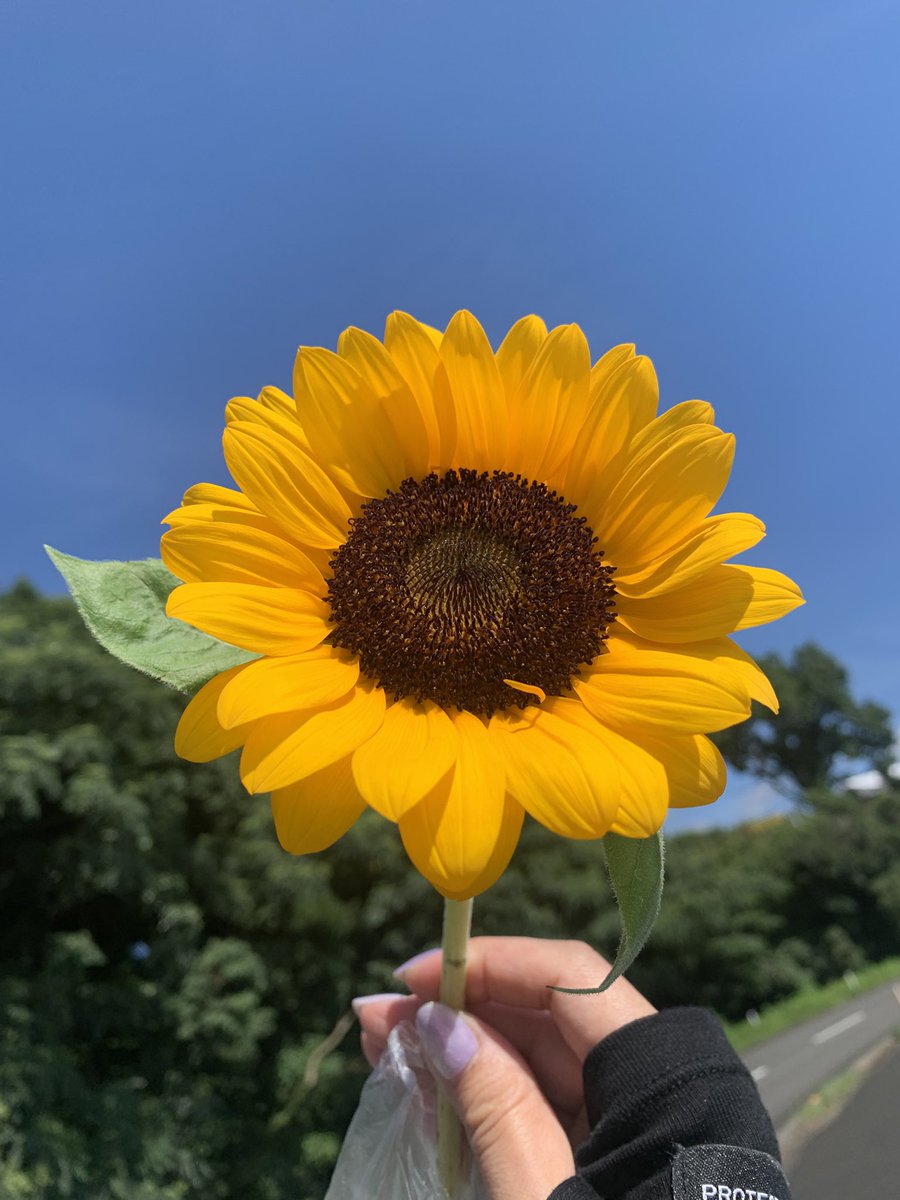 tata__nao's tweet photo. 7月7日🎋23時07分🌙*.｡
大切な友達がSORAへと旅立った日。
最期に約束した事を胸にこれからも私らしく生きてくからずーっと見守っててね🫶
今日は、仕事帰りにSORA高く一輪の🌻を届けたよ～👀💕（見えたかな？🥰🤩😆）
今夜は夜空を見上げるね😘✨🌟✨
（逢いに来て🦄🌙💜*） https://t.co/n2Oqxiaw8a