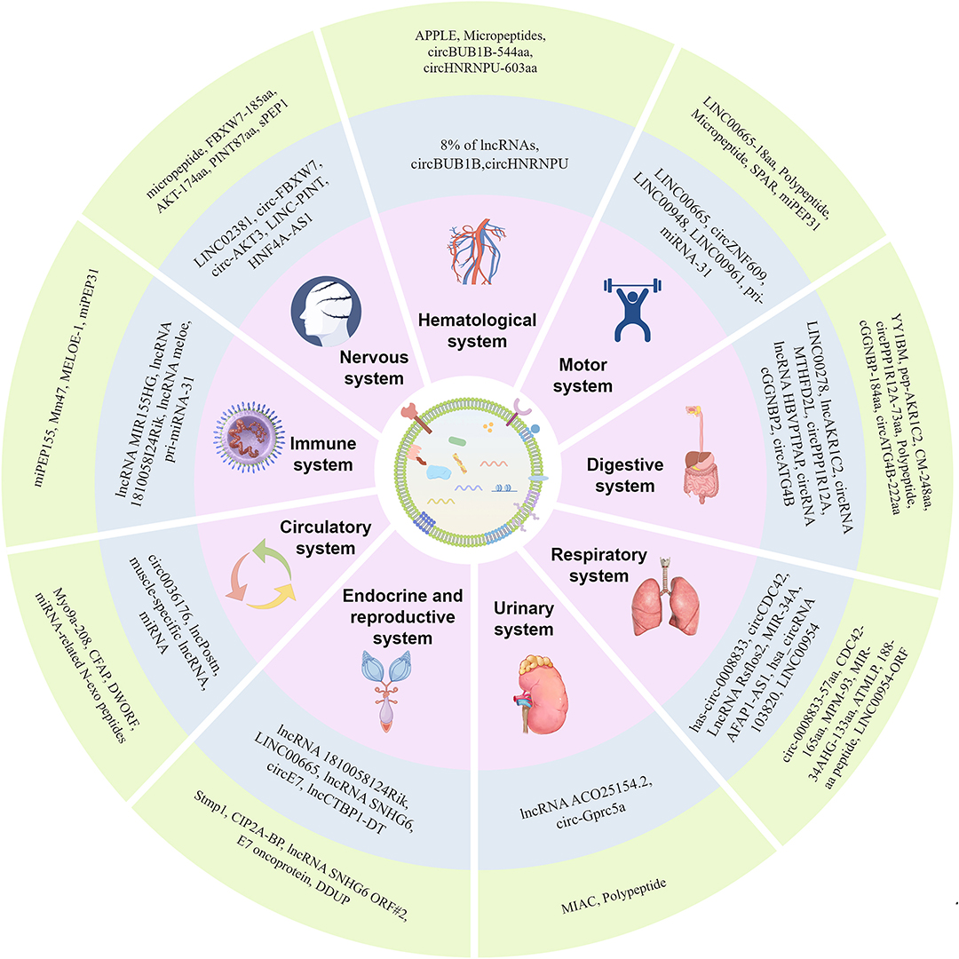 GenesNDiseases's tweet photo. This review explores exosome-derived ncRNA-encoded peptides as emerging biomarkers and therapeutic targets across diverse human diseases.