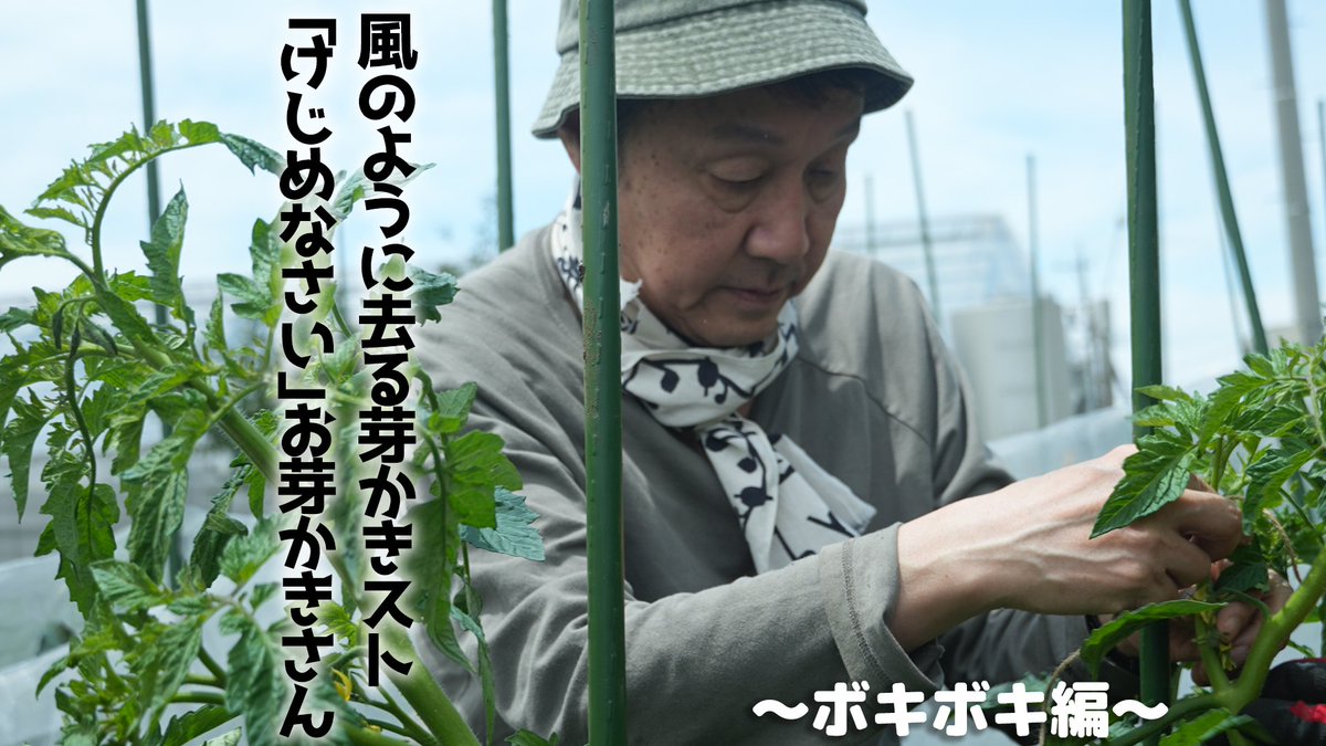 duo_farm's tweet photo. 💡YouTube更新💡
柳原陽一郎率いる #やなぎはランド

今回はトマトのお世話を中心にお届けします👀
けっさくのお世話で「傑作」が生まれました🍅
お芽かきさん、1年ぶりの登場👑
次々起こるトラブル...そして芽かきストの襲来？！
てんやわんやな二人組をどうぞご覧ください💁‍♀️
https://t.co/WS5MZiZUN7 https://t.co/tcroe7sgXo
