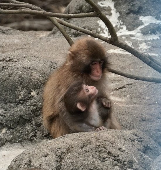 A2AFBPMOHekMWn3's tweet photo. パンチくん🐒と赤ちゃんサル🐒
とってもやさしいお兄ちゃん🐒してました🤗

2026/07/07
＃パンチ　＃赤ちゃんサル
＃がんばれパンチ　＃市川市動植物園 https://t.co/RmXAs2gt3Z