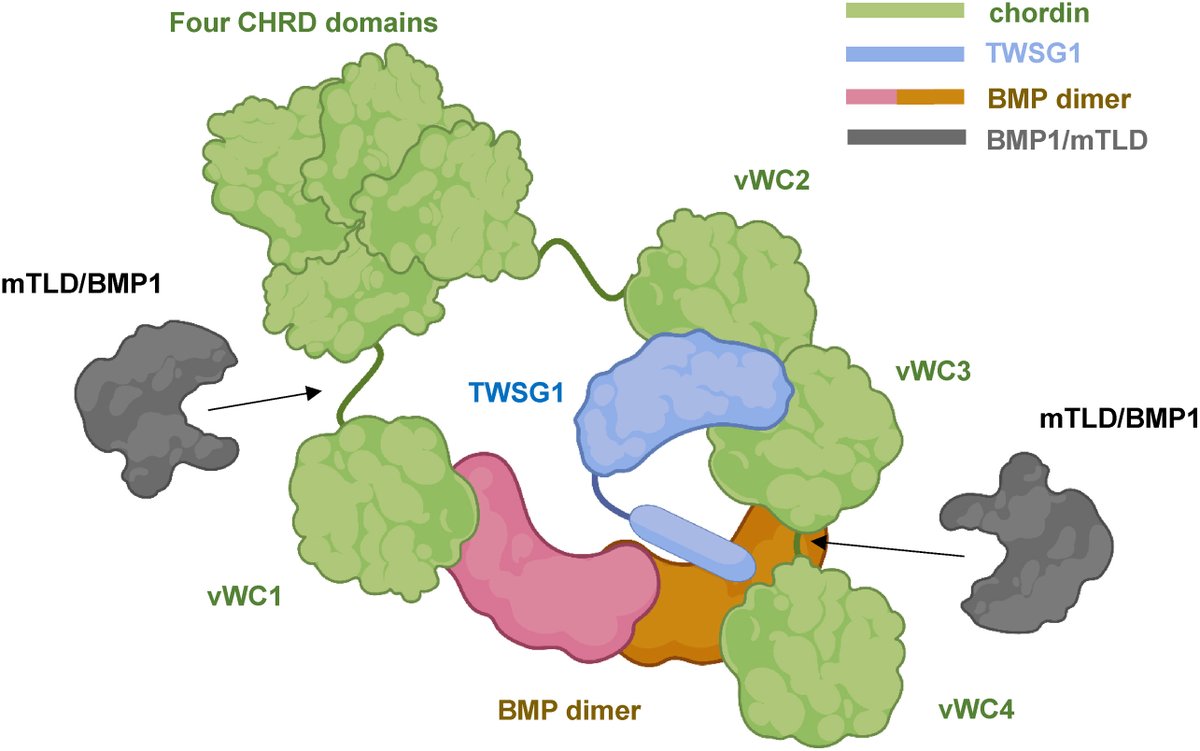 jbiolchem's tweet photo. New in JBC press| Structural and biophysical analysis of the four CHRD domains of human chordin reveals a novel binding site for glycosaminoglycans.
Learn more:
https://t.co/3lBOVKIilZ
#JBiolChem https://t.co/O1HxAYhVY2