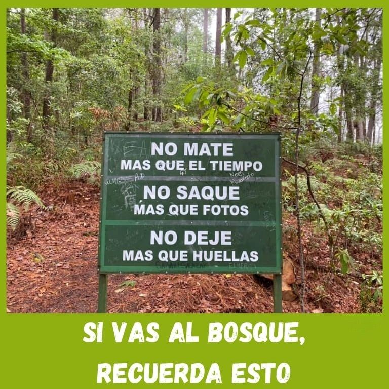 EcoInventos's tweet photo. 🌲 ¡Disfruta del bosque sin dejar huella! 💚 https://t.co/Ojczaq4Awx