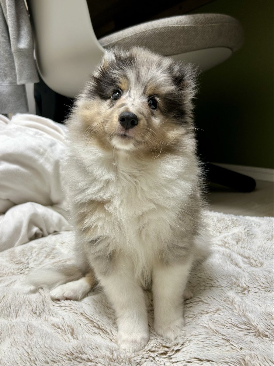 donna_531's tweet photo. 家族が増えました
名前はデミです！
みんなよろしくね🐾 https://t.co/fodk6apkKt