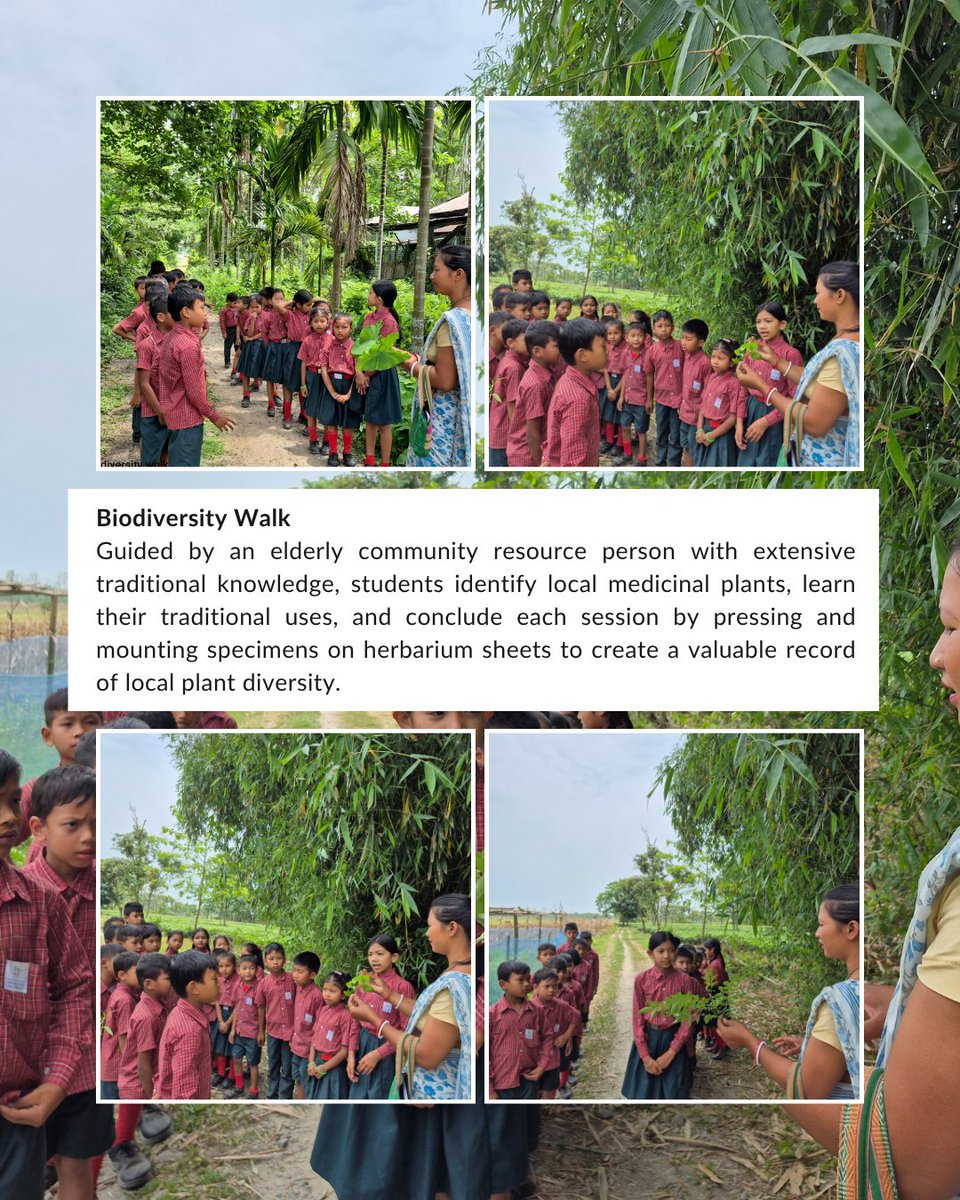 sgp_op7_india's tweet photo. Under SGP, the ant has conducted Biodiversity Walk programmes across schools like Chandana Bagan LP School, Kahibari LP School (Landangchuburi), and Nazaret School, Kapurpura. These hands-on sessions connect school children directly with traditional ecological wisdom.

@teriin https://t.co/xKexKfuRn9