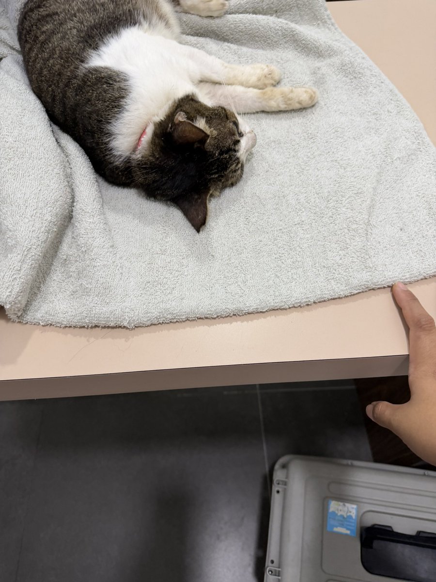nurhskl's tweet photo. ‼️URGENT FUND NEEDED: MONNIE‼️ 

salam semua, saya terdesak sangat sekarang ni &amp; memerlukan anggaran RM1500 untuk rawatan monnie. monnie diagnosed anemia di jade hill vet kajang. 

dr imran bagi quotation dalam RM1.5k hingga jumaat ni. mohon bantu share, saya merayu sangat😞🙏🏻 https://t.co/Q2at6GVIWz