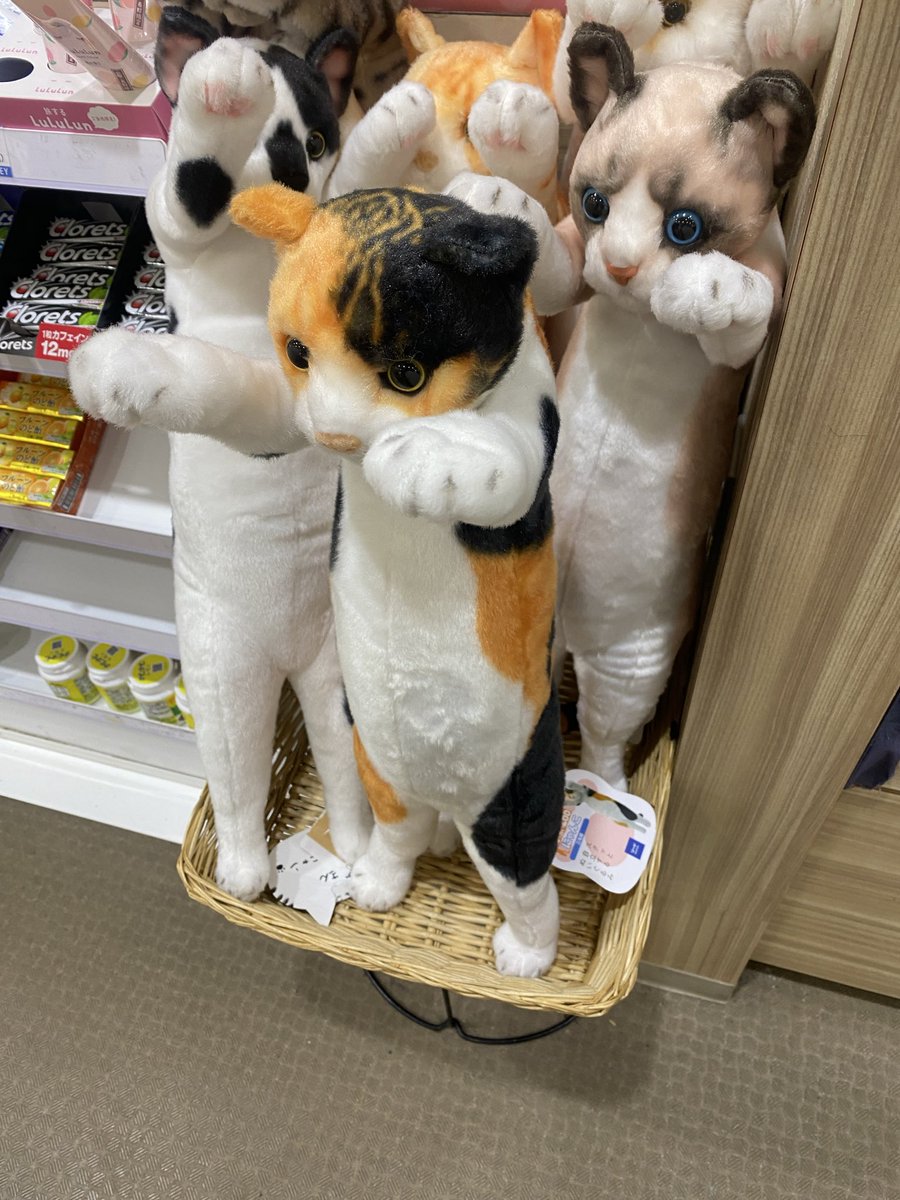 amp_hiroyasu's tweet photo. そういえばさ、妙高PAで見たお土産の
これ、一瞬心ときめいたけど
ギリギリのところで我に返って買うのをやめた。
どう考えても使い道が無いw

ちなみに大きさはほぼ成猫と同サイズ。 https://t.co/RRGniYdQIC