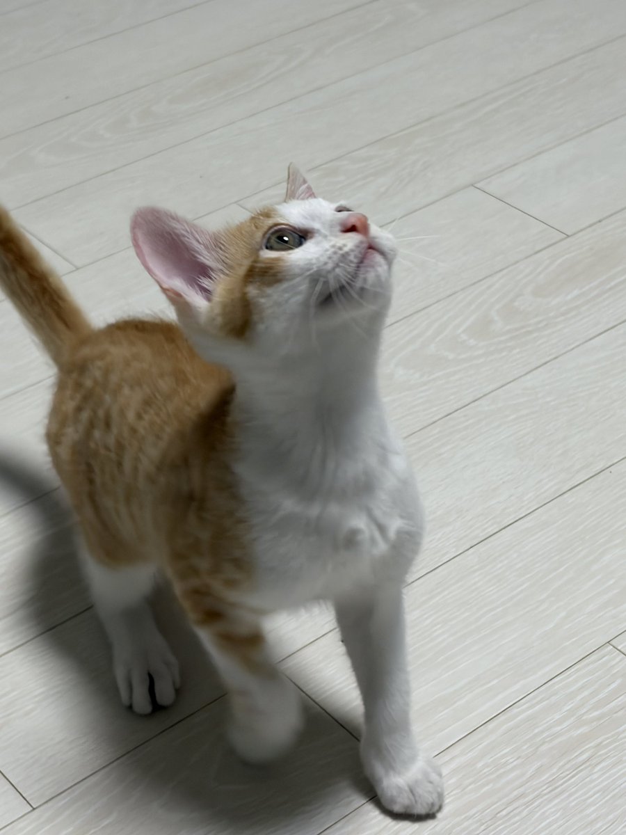 lachata_cat's tweet photo. 타타 착한 점.
찌끄마한 벌레 하나도 절대 놓치지않고 일름. 
끝까지 여깃다고 알려줌. https://t.co/DLVta2VbHK