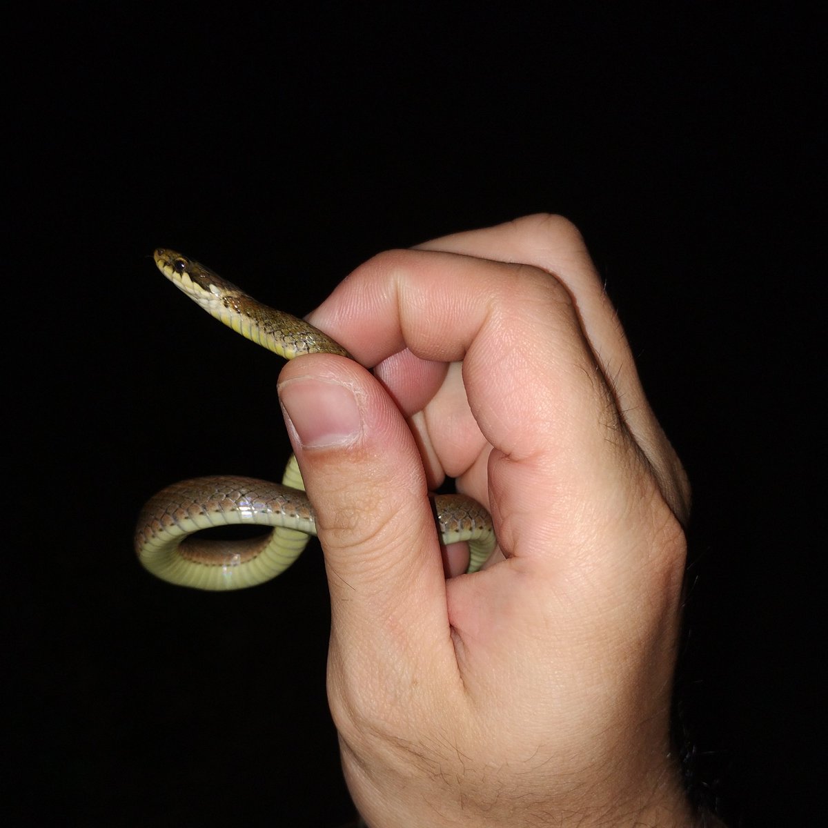 JoeLineger's tweet photo. ヘビ見っけ！🐍 https://t.co/ukf1nc20IS