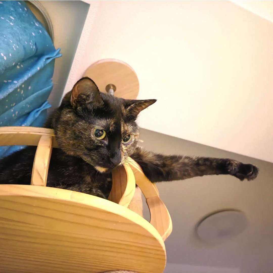 サビ猫堂（プロフ必読でお願いします） 猫に頭ぽんぽんされたい方、ここにどうぞ❤