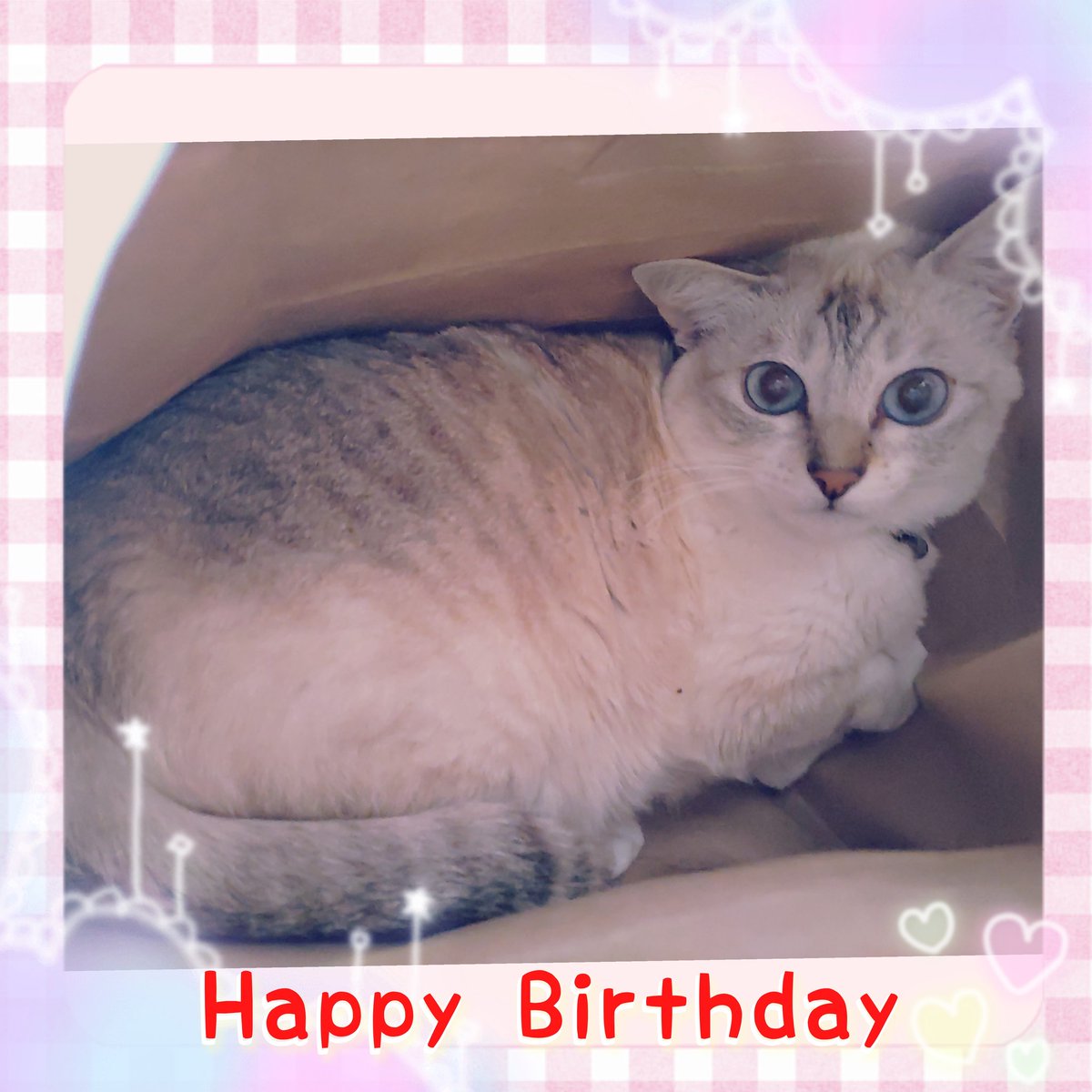 Sakura_no_TOKIO's tweet photo. 七夕🎋4才ににゃりました🐈‍⬛ ͗ ͗🐟 https://t.co/oVi1DAYUqC