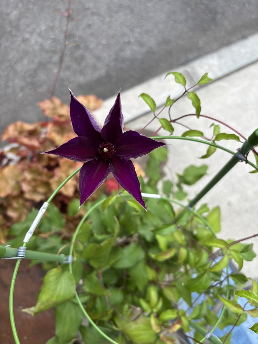 Macha_9_'s tweet photo. 感動🥹
ホームセンターで花が終わり半額になってたクレマチス。
今年はもう咲かないだろなって思っていたら
咲いたんだよ〜😭ありがとうー！！ https://t.co/MzCQbORPLB
