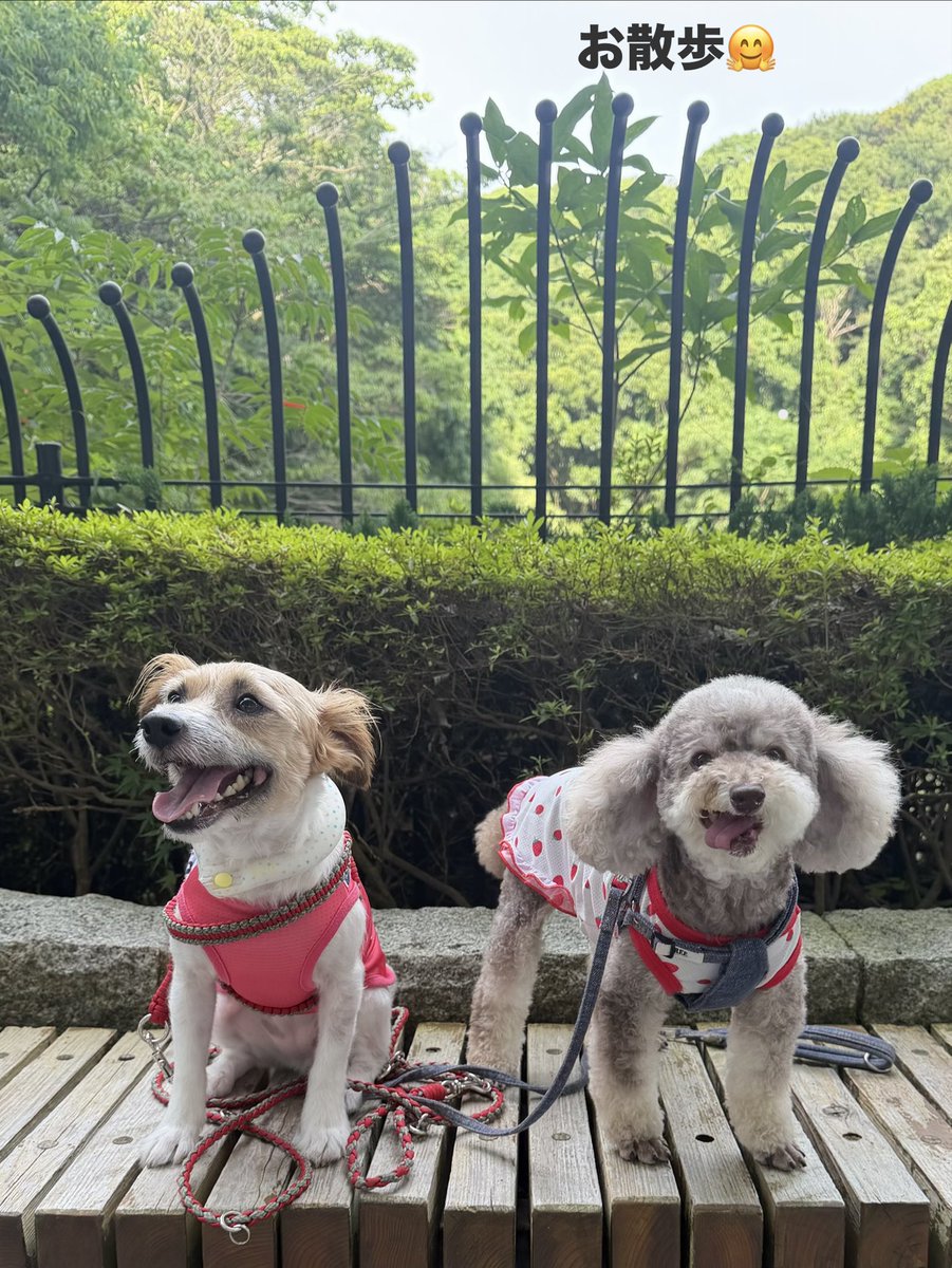 KIMI201029's tweet photo. 午後に急に小雨☔️
「今日、雨だっけ？」って思ったけど、止んだのでお散歩へ🐶
猛暑日だったらしく暑い😭
これからのお散歩、大変だね💭

写真の視線の先は…
おやつをくれたお友達のパパ🤣
ご褒美が気になって仕方ないみたい🙌
＃ジャックラッセルテリア
＃犬のいる暮らし
＃犬好きさんと繋がりたい https://t.co/45tHarIcxh