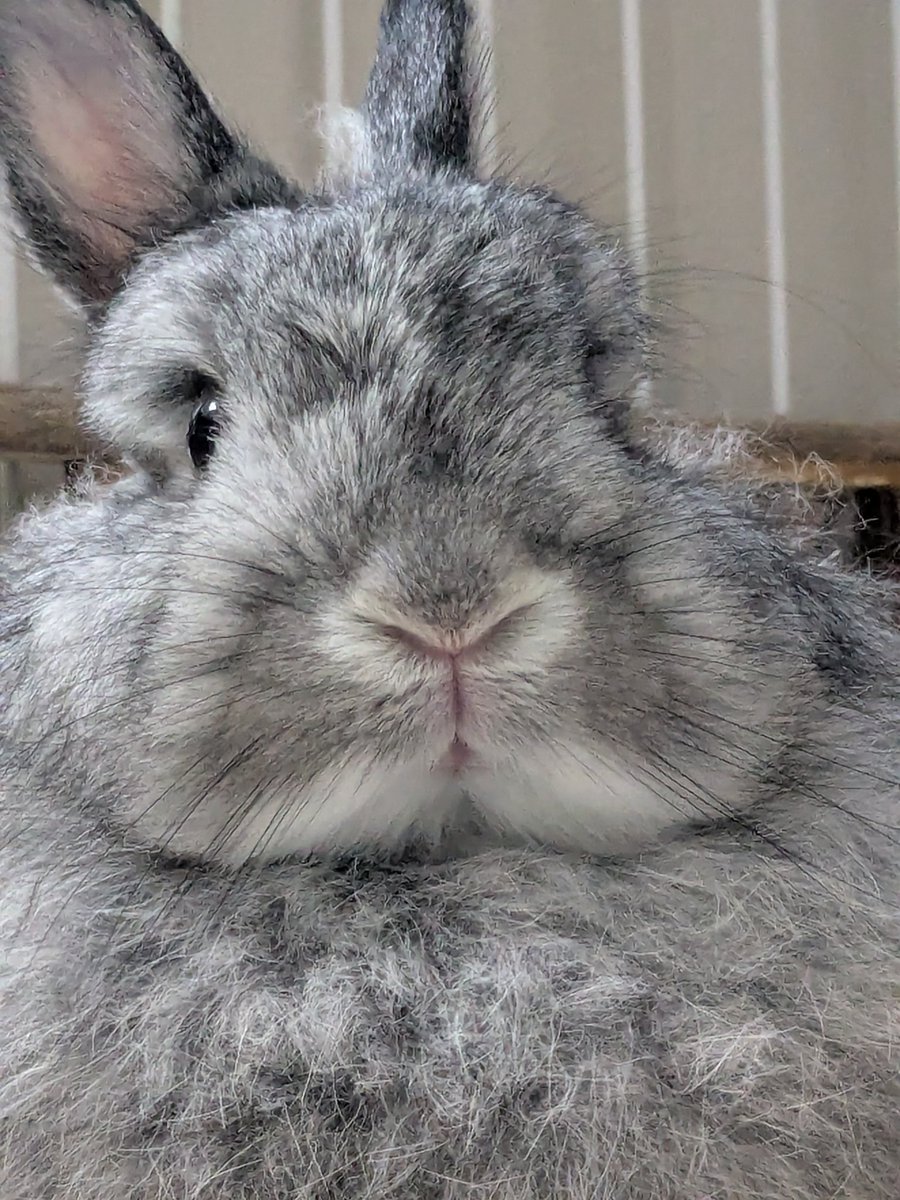 sleepy_usa_life's tweet photo. 🐰 https://t.co/GGAISOHCaP