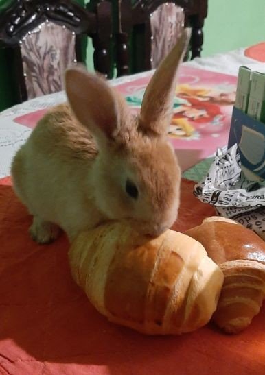 aku juhoon, aku mengungsi 🏘🐇 tweet media