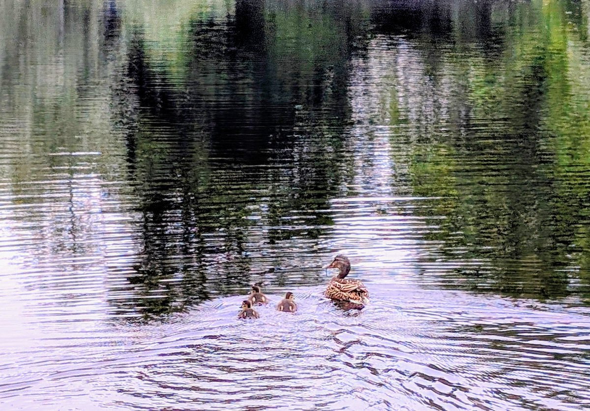 annlizkelly's tweet photo. Ballycastle Beach, The River Margy and 3 little ducklings @bbcniweather @UTVNews @StormHour @deric_tv @R_Faragher @linzilima @bbcweather  @LoveBallymena @WeatherCee  @Louise_utv @WeatherAisling @barrabest @Ailser99 @angie_weather @geoff_maskell @Ali_Totten @organicbotanic https://t.co/9CE3XX08d8