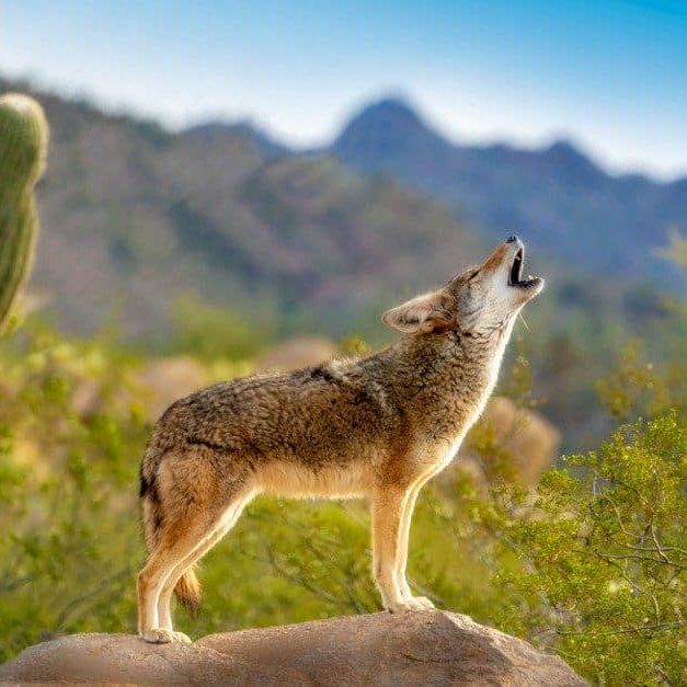 giveashitnature's tweet photo. In 1994, the governor of Texas declared a public health emergency. Two separate rabies outbreaks were spreading rapidly toward populated areas, one moving through coyotes in South Texas, one through gray foxes in West-Central Texas. Thousands were receiving post-exposure treatment, and several people died. 

The response was to airdrop fish-flavored vaccine packets from low-flying aircraft.

In 1995, Texas DSHS, USDA Wildlife Services, and other partners began dropping oral rabies vaccine baits across Texas. Each bait is a small fishmeal-coated packet with a liquid vaccine inside. An animal bites through, swallows the vaccine, and if it takes, develops immunity. The program dropped 850,000 baits in 18 Texas counties in its first year alone.

The dog-coyote variant of rabies, which had caused 122 cases in 1994, dropped to zero by 2000. The CDC declared the United States free of canine-to-canine transmitted rabies in 2008. The gray fox variant, which peaked at 244 cases in 1995, fell to zero in 2010–2012. 

One cow tested positive in 2013, and after expanded baiting, no additional Texas gray fox variant cases have been detected.

The vaccine is considered safe for pets and livestock, too. If a dog eats one, or even several, it may get an upset stomach, but USDA says the baits do not pose a long-term health risk. 

The USDA's own economic analysis found that every dollar spent on the coyote program in Texas saved between $4 and $13 in post-exposure treatment costs. 

The federal government has been airdropping fish-flavored vaccines to wild animals for 30 years, and it's one of the most effective public health programs most Americans have never heard of.