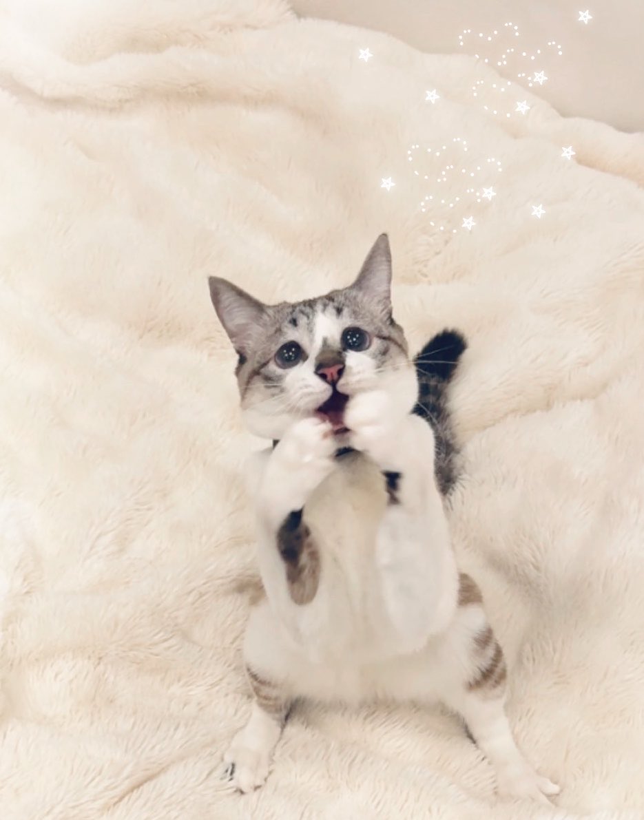 ぴえん猫ミント (@piennekomint) / Posts / X