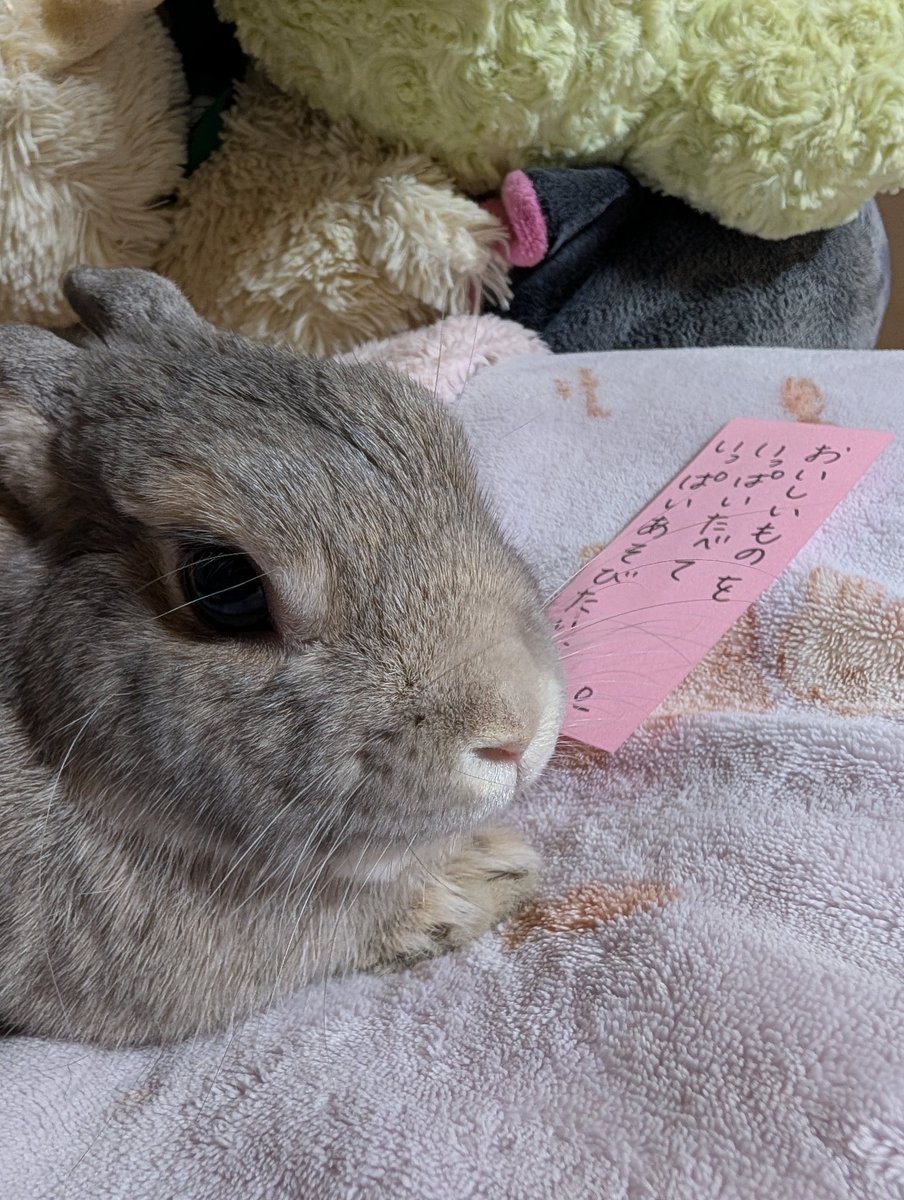 tknpuA's tweet photo. 🐰🎋おいしいものをたべて、いっぱいあそんで、いっぱいおひるねして、またあそびたいな〜♡ https://t.co/jpSneovh07